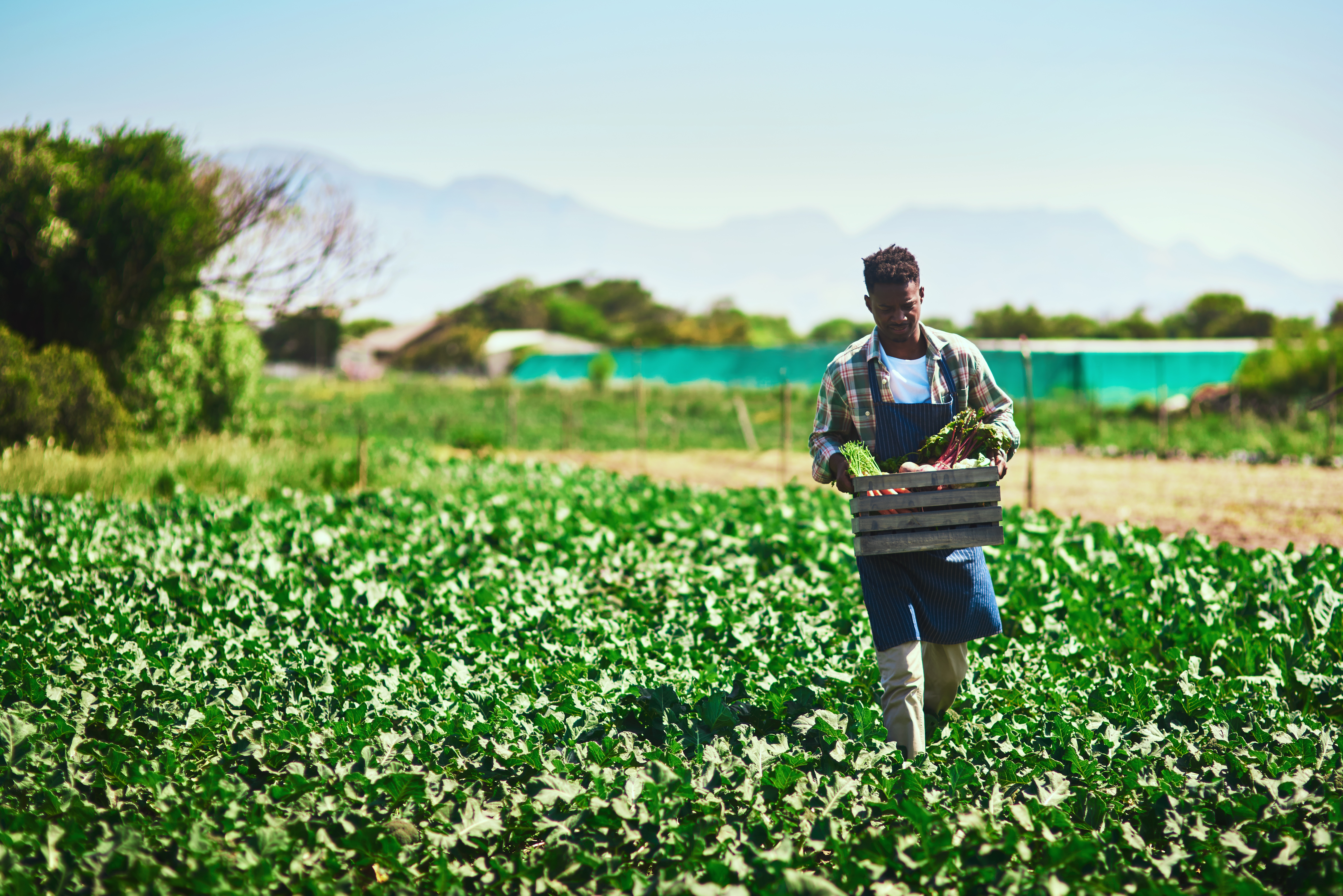 Black farmers can apply for compensation for racial bias