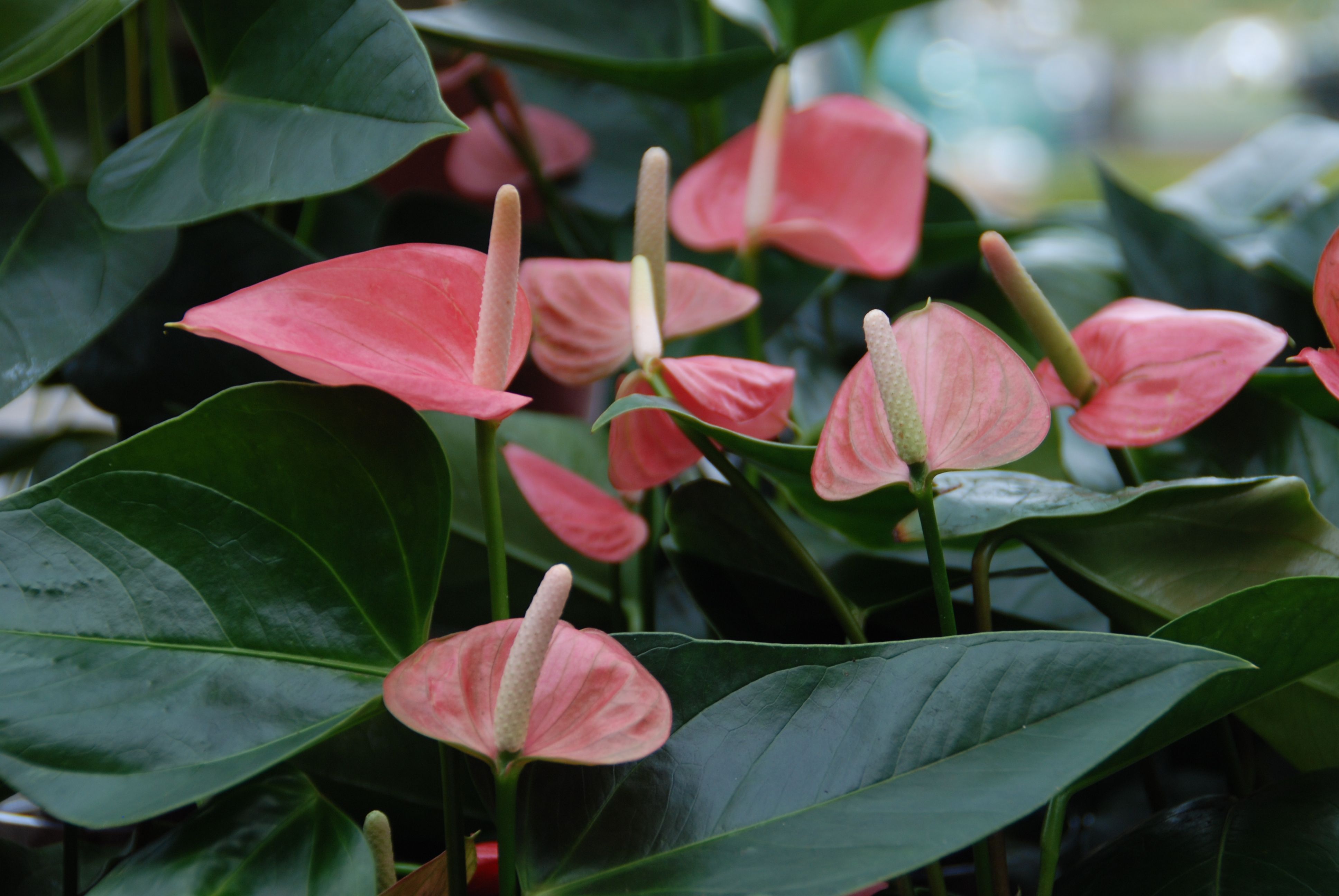 Anthuriums are a low-maintenance and long-blooming plant