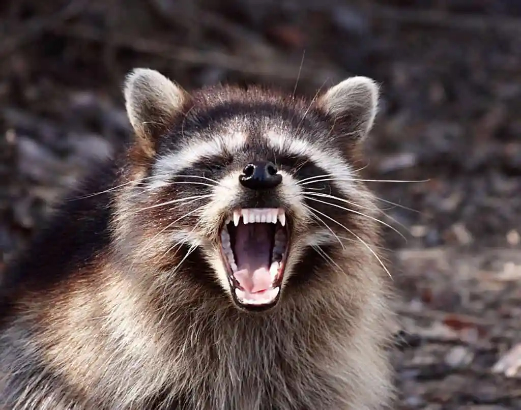 Rabid raccoon attack raises questions about public notice - The ...