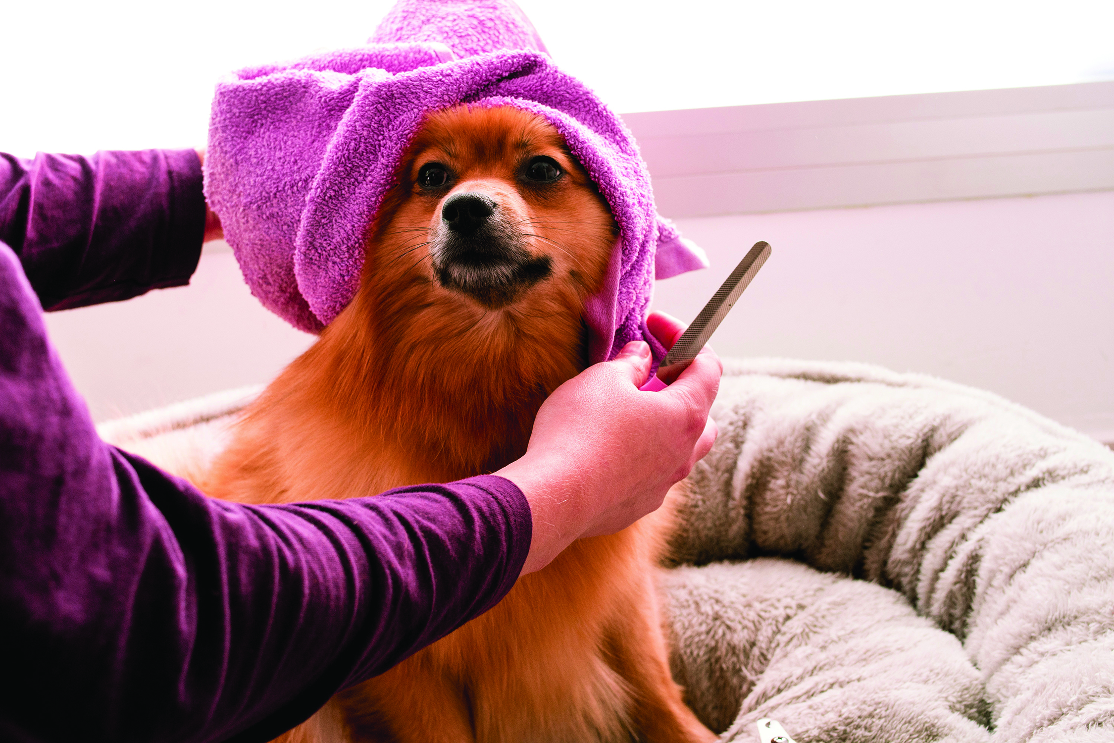 Grooming a dog with a towel and comb